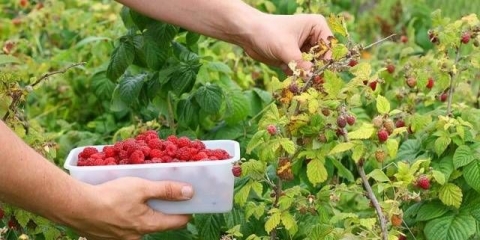 Kako posaditi maline